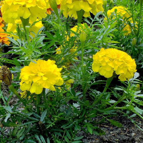 Tagetes erecta Folio