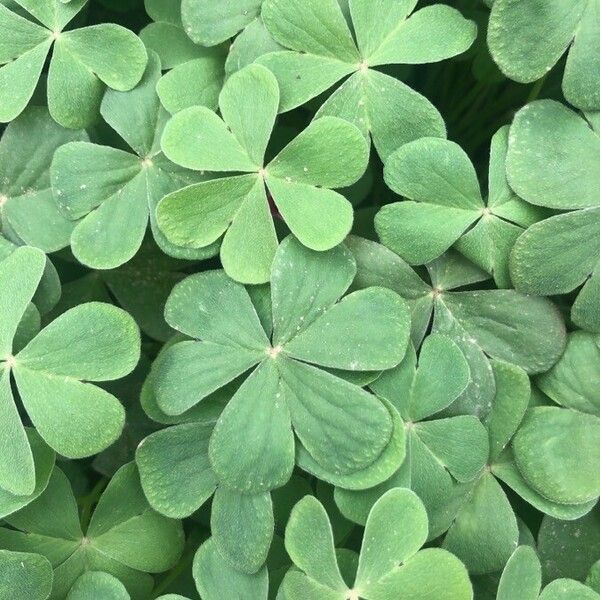 Oxalis debilis Leaf