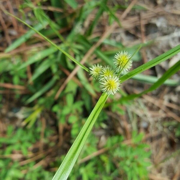 Cyperus brevifolius Квітка