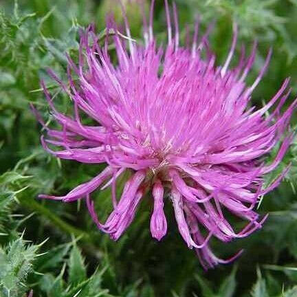 Cirsium eriophorum Flor