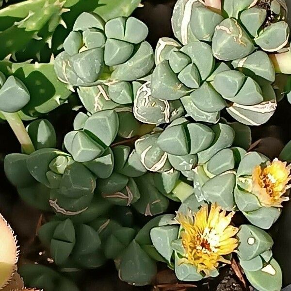 Gibbaeum petrense Blodyn