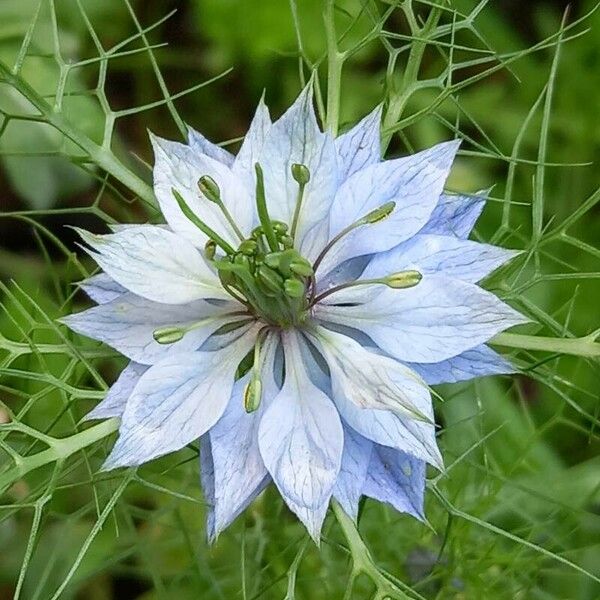 Nigella damascena फूल