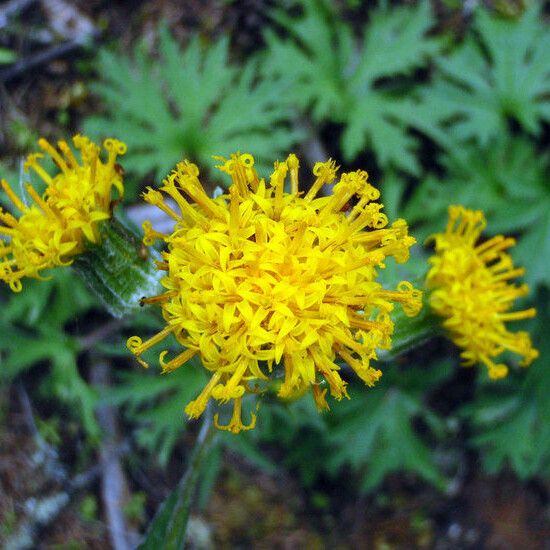 Cacaliopsis nardosmia Blomma