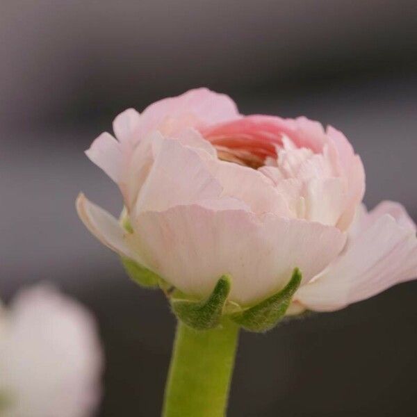 Ranunculus asiaticus Muu