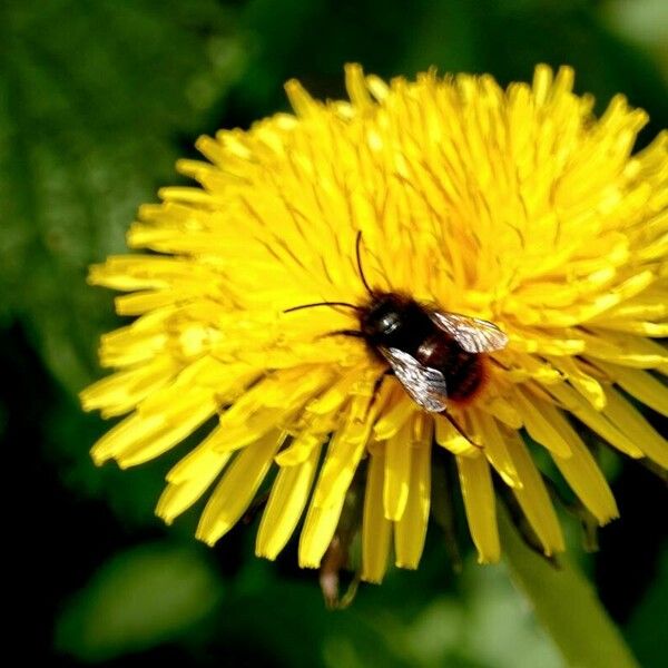 Taraxacum campylodes Flower