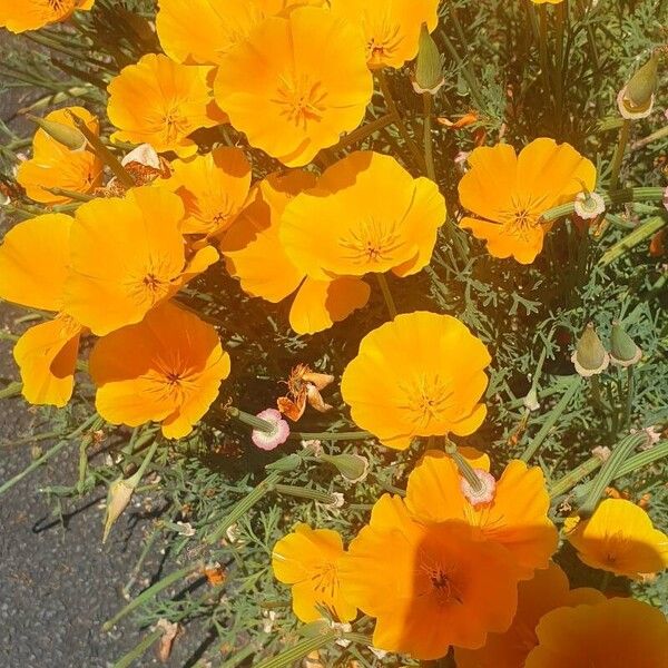 Eschscholzia caespitosa Flower