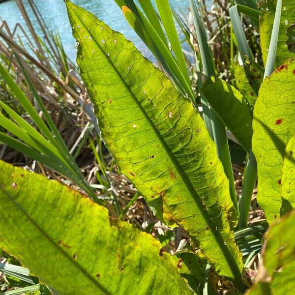 Rumex hydrolapathum Φύλλο