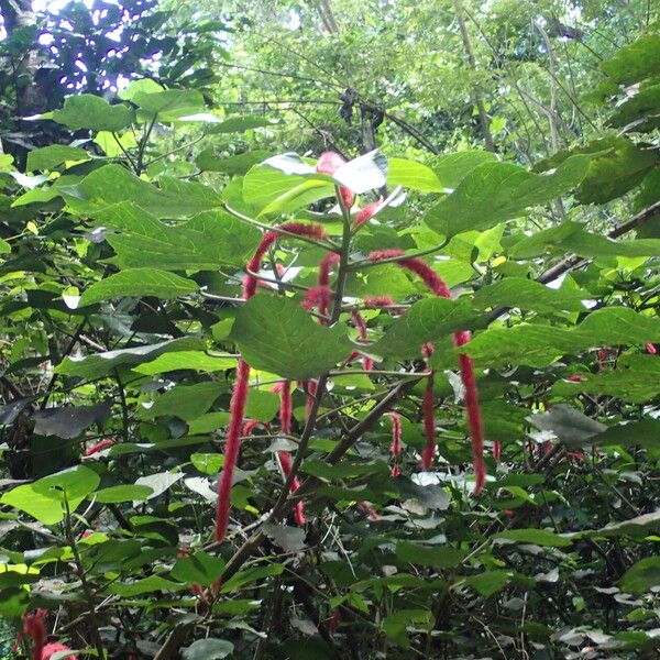 Acalypha hispida Other