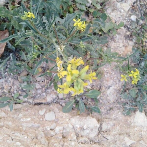 Sisymbrium orientale Tervik taim