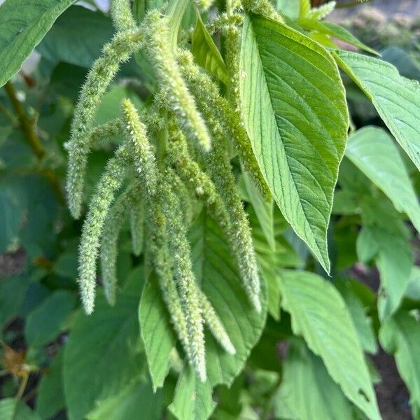 Amaranthus spinosus Gyümölcs