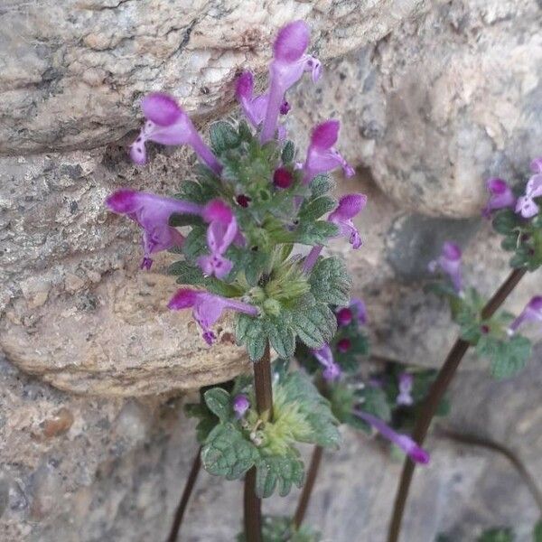 Lamium amplexicaule Blomma