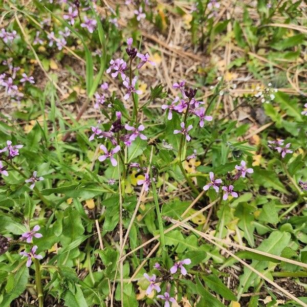 Chorispora tenella Flor