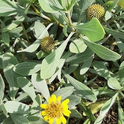 Borrichia frutescens Hostoa