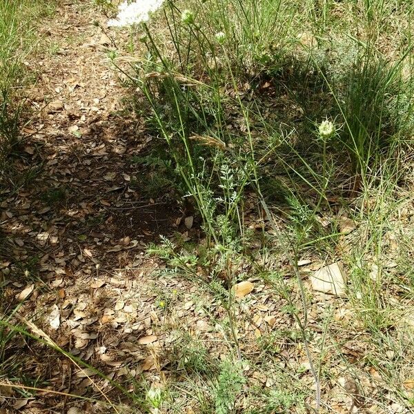 Daucus carota ശീലം