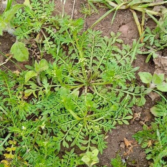 Lepidium bonariense Φύλλο