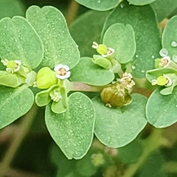 Euphorbia serpens Фрукт