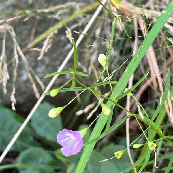 Agalinis tenuifolia Flower