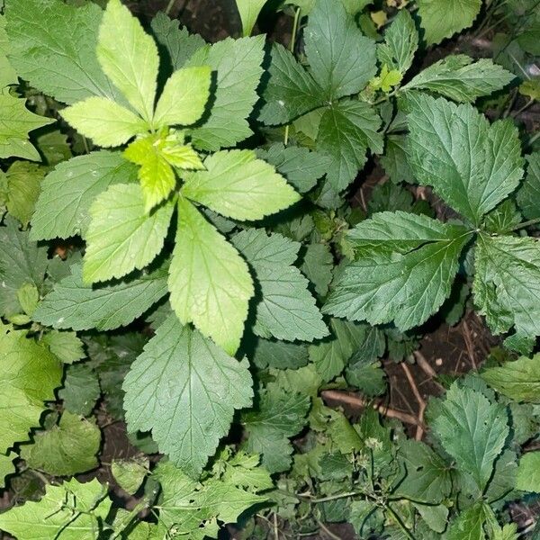 Geum laciniatum Лист