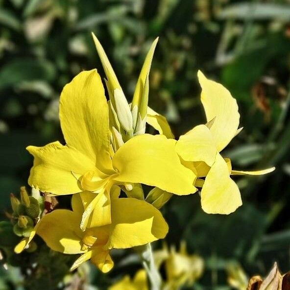 Canna glauca Flower