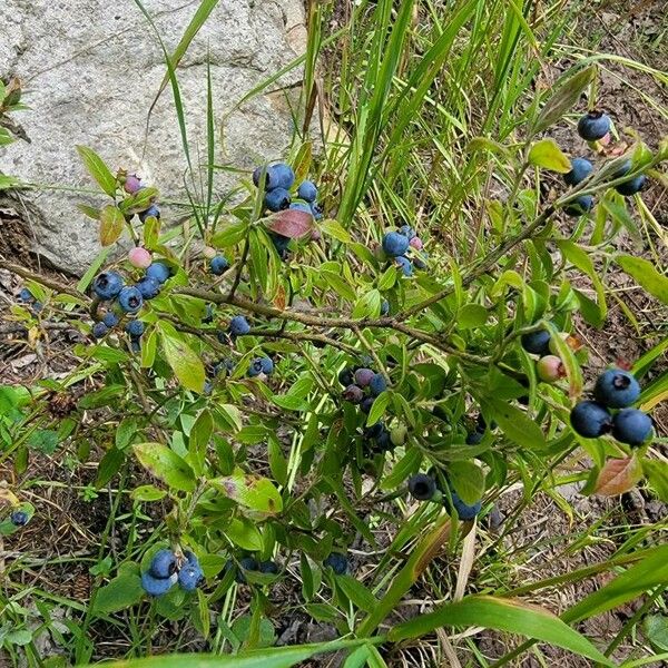 Vaccinium angustifolium Frugt