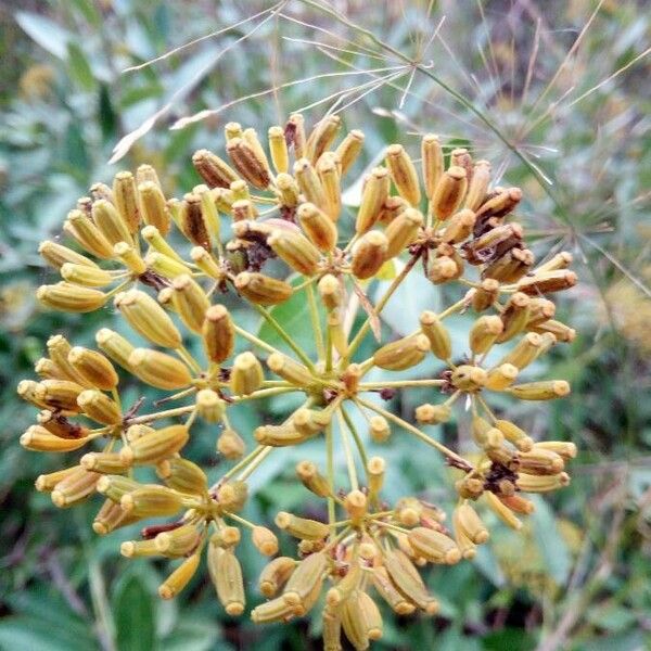 Bupleurum fruticosum Fruit