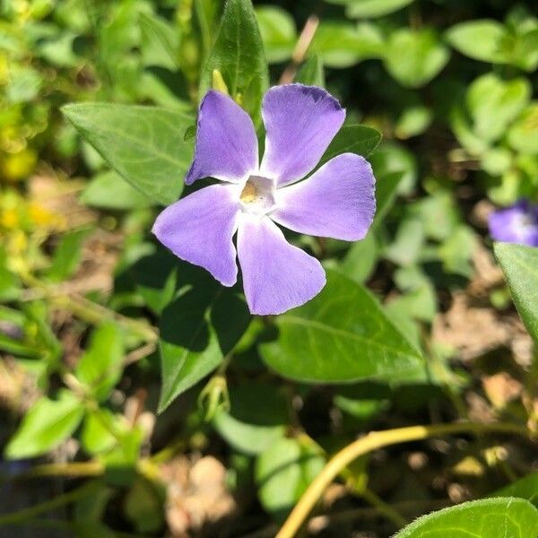 Vinca major 花