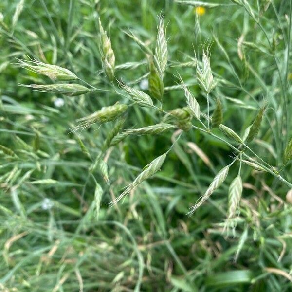 Bromus secalinus Liść