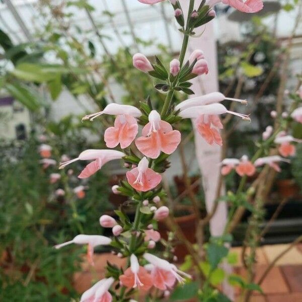 Salvia coccinea Blomst