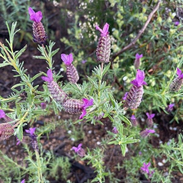 Lavandula stoechas برگ