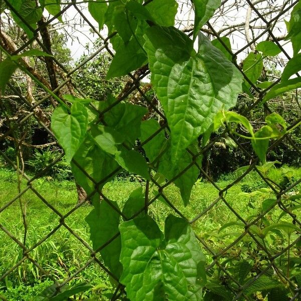 Mikania micrantha ശീലം