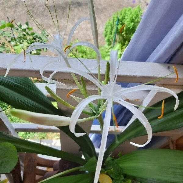 Crinum americanum 花