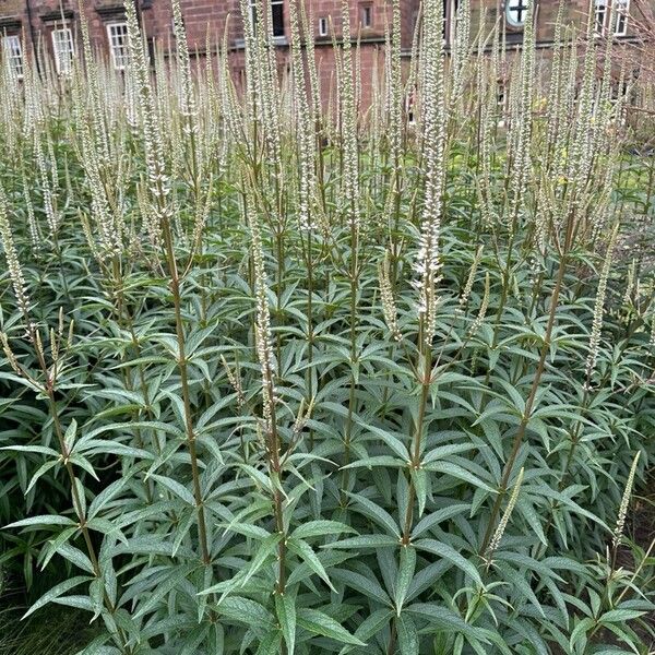 Veronicastrum virginicum Žiedas