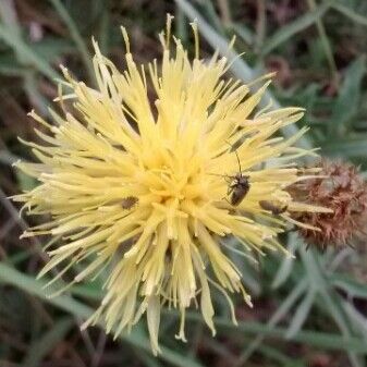 Centaurea collina 花