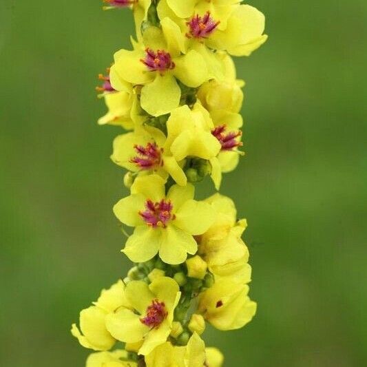 Verbascum nigrum Floro