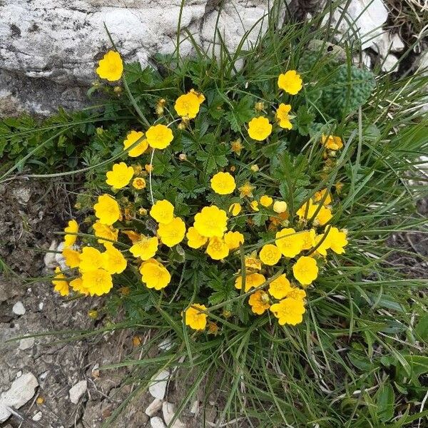 Potentilla grandiflora Habit