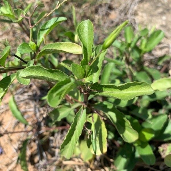 Observation: Ruellia tuberosa L. (pierre vernet Jun 28, 2021 