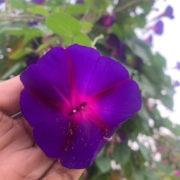 Ipomoea purpurea Floro