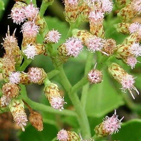 Pluchea indica Flower