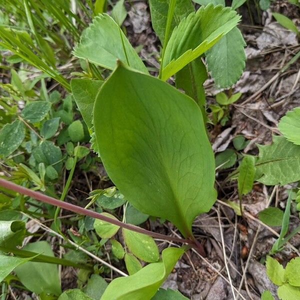 Erythronium grandiflorum Folha