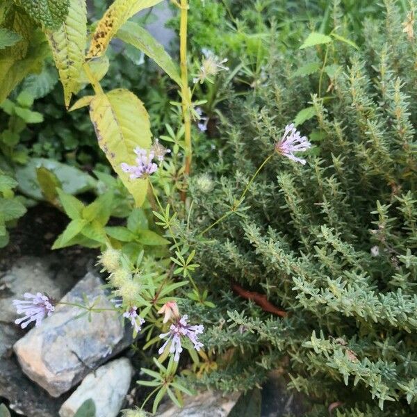 Asperula arvensis Kukka