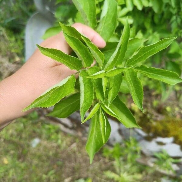 Sambucus canadensis Liść