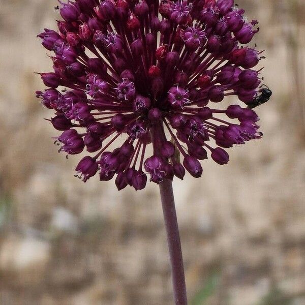 Allium atroviolaceum 花