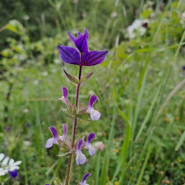 Salvia viridis Flower