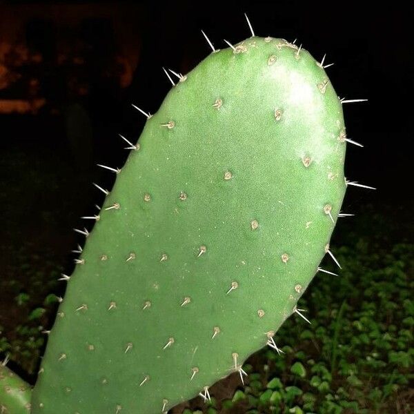 Opuntia ficus-indica Blad