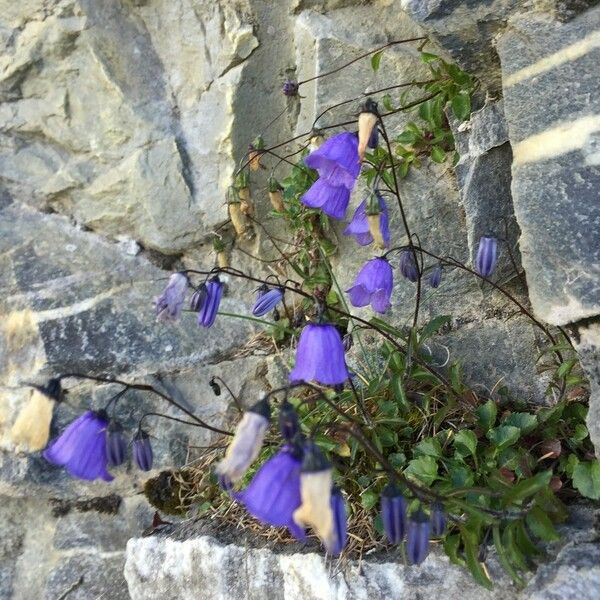 Campanula cochleariifolia عادت