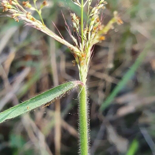 Melinis minutiflora Blomst