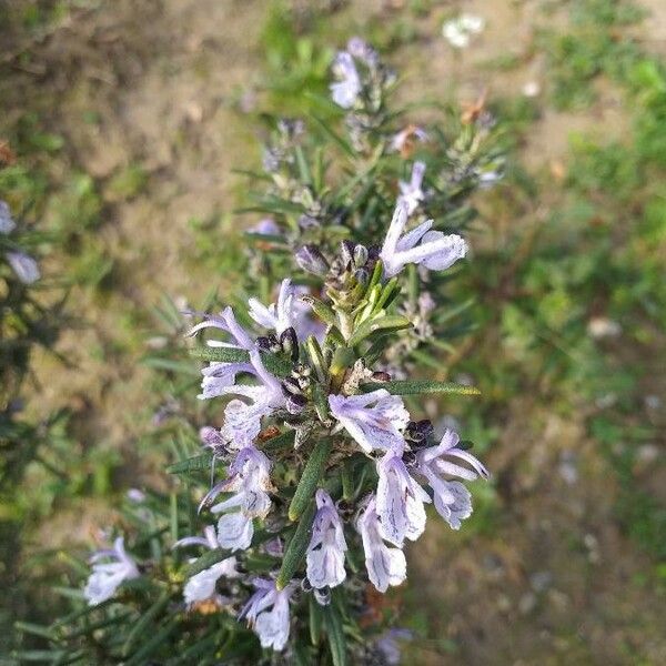 Salvia rosmarinus Flower