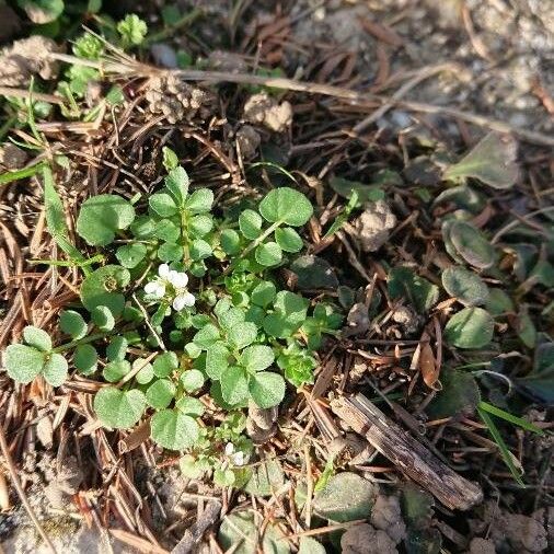 Cardamine hirsuta Flower