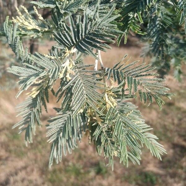 Acacia mearnsii Fulla