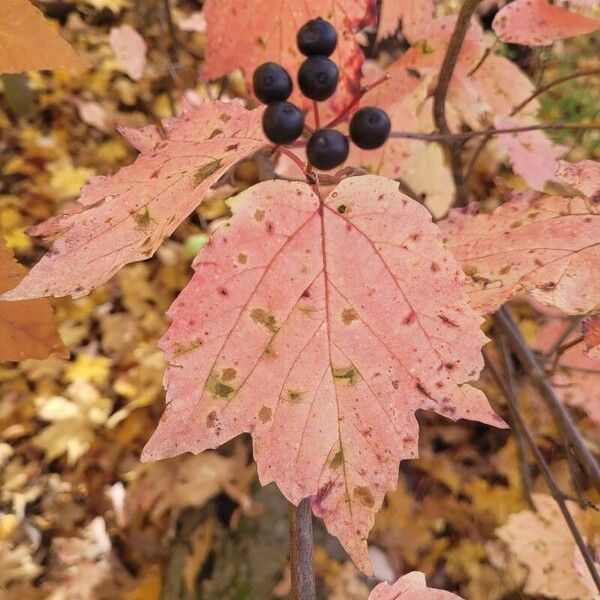 Viburnum acerifolium 葉